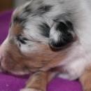 Akiba und Sunnys  Nachwuchs